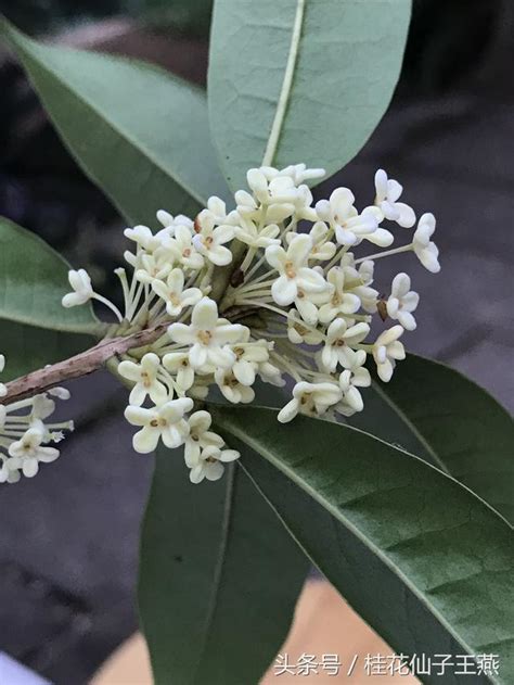 食用桂花品種